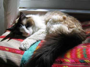 Pringle-PB8-InkyZorro_4229 None
