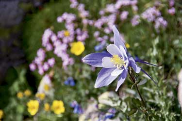 259_RMNP_SPOTS_1_4974 None