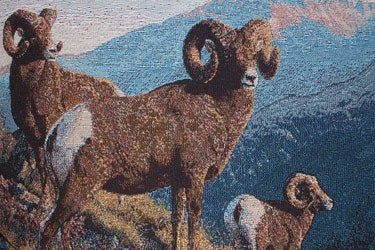 Bighorn-Sheep-JicaritaPeak_5705 None