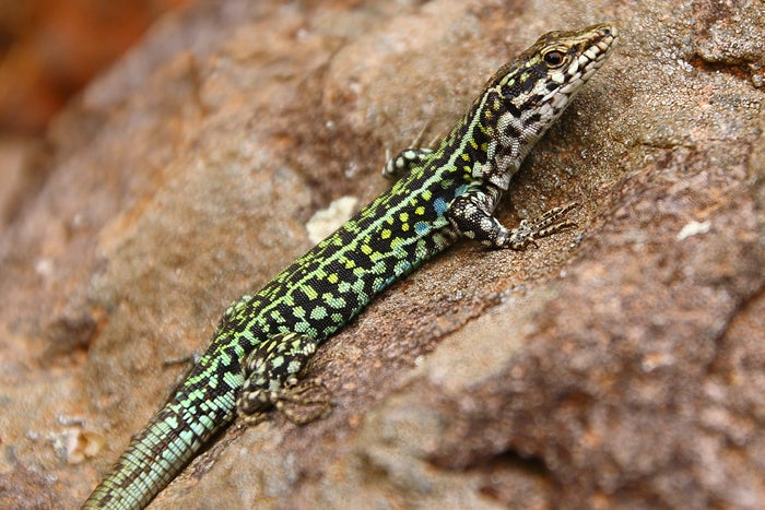 Sardinacan4-lizard2_8180 None
