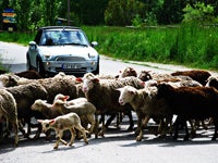 LLPB7-herding-art-200_10162 None