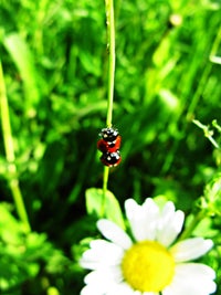 LLPB7-ladybugs-200_10150 None