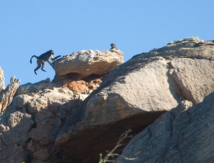 Baboons-wont-stay-off-my-pr_10658 None