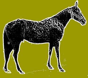 Dumbass-of-a-horse-375_12833 None