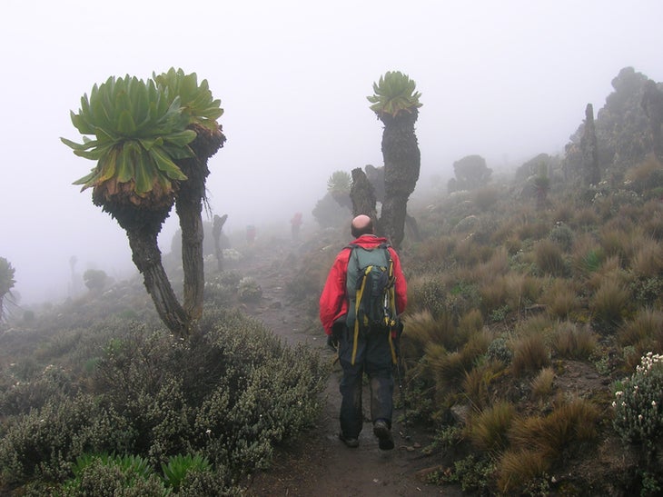 Hiking up the Naro Moru Route with the Hiking up the Naro Moru Route with the giant groundsel plants in the fog. Photo by Felix Berg / Summitclimb.de