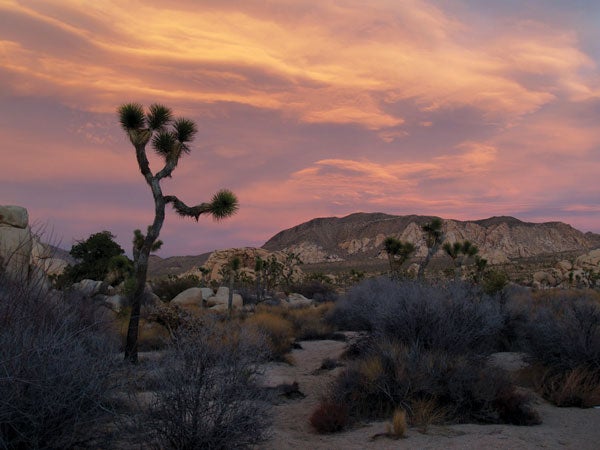 The entrance to Joshua Tree's Real Hidd The entrance to Joshua Tree's Real Hidden Valley glows at sunset. Photo by Dougald MacDonald