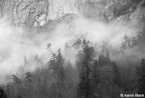 2023_164.jpg Mist in the forests of Squamish BC © Photo by Aaron Black