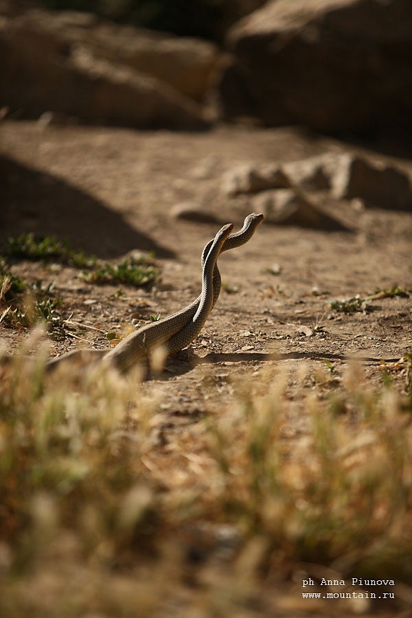 A couple of snakes under the route Vrem A couple of snakes under the route Vremja Ch. Photos by Anna Piunova