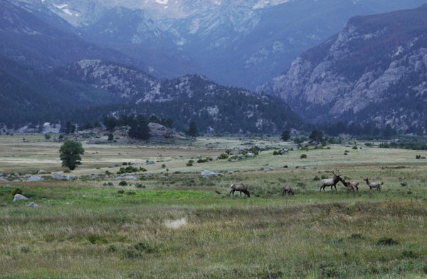 CO_2268.jpg Elks kissing at Moraine Park, RMNP