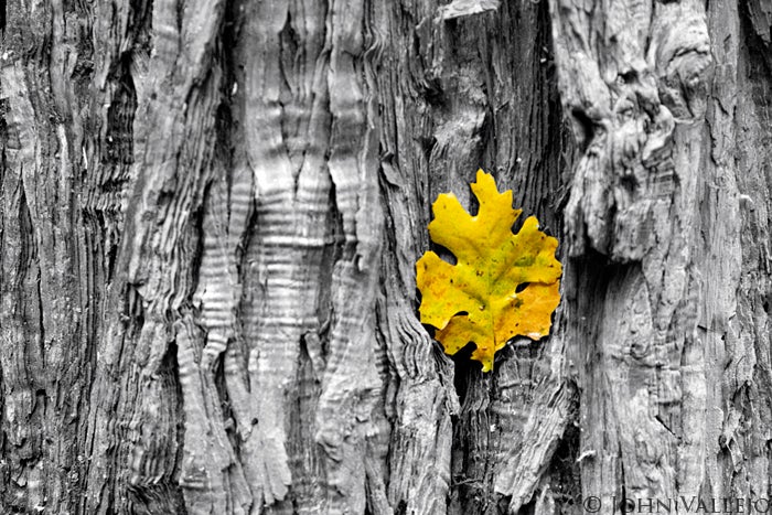 FallLeaf0194_5118.jpg Yosemite Fall. Photo by John Vallejo johnclimbrok.blogspot.com
