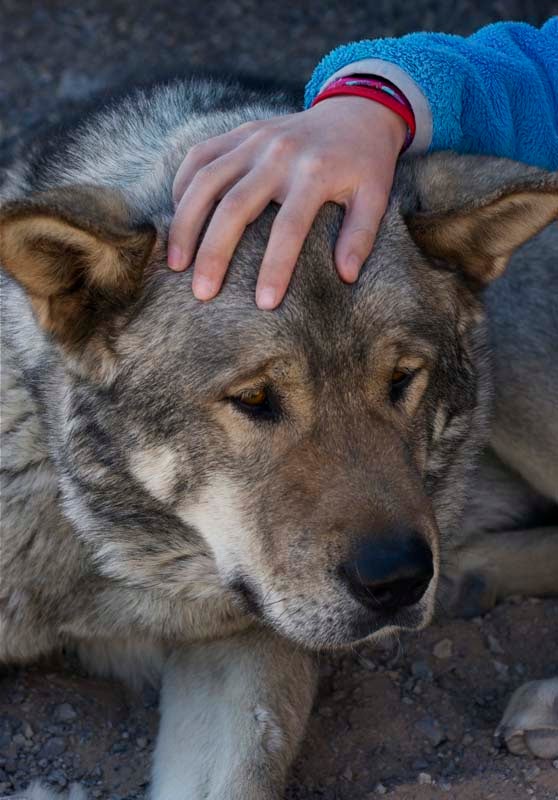 Kuma_1013.jpg Shiraishi’s favorite rest day activity is playing with campground local Kuma the Akita.