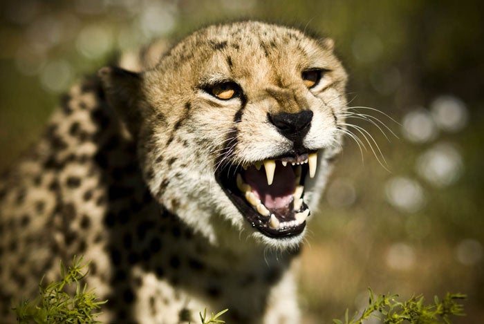 SA-14_1034.jpg Nice teeth!