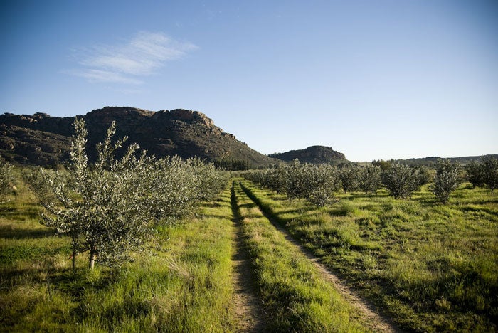 SA-19_1039.jpg Olive trees at DePakhuys