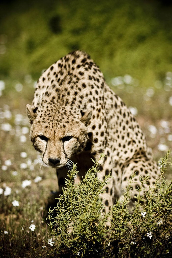 SA-7_1047.jpg Evil eyes!