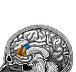 "Meditation-in-Brain"