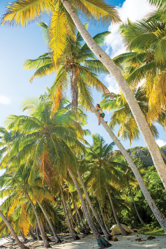 Brittany-Griffith-Climbing-Palm-Tree-660 Brittany-Griffith-Climbing-Palm-Tree-660