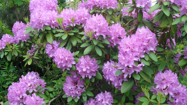 Our Rhododendron Our Rhododendron