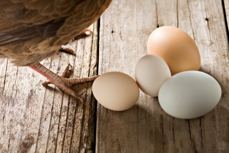 iStock_000020449501_XXXLarge-web.jpg Rock climbing Eggs