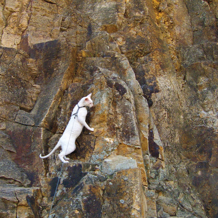 gandalfthewhitecrx_gn-web.jpg Crag Cat Rock Climbing Adventure Pet