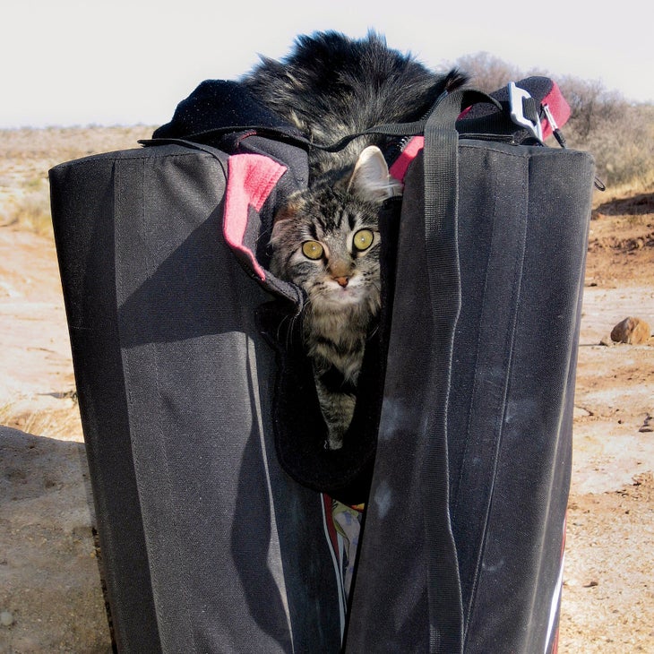 jcarpenterstudios_gn-web.jpg Crag Cat Rock Climbing Adventure Pet