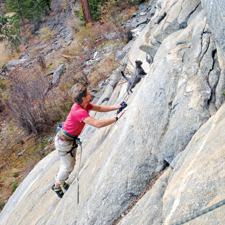 mchellefelix_gn-web.jpg Crag Cat Rock Climbing Adventure Pet