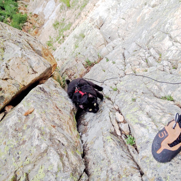 Pechanga_gn-web.jpg Crag Cat Rock Climbing Adventure Pet