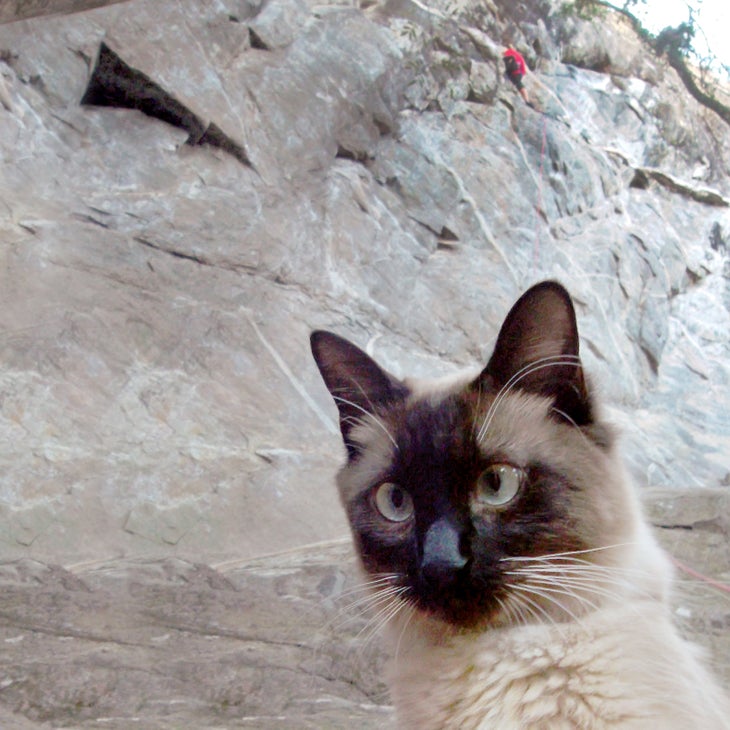 SAM_7446_gn-web.jpg Crag Cat Rock Climbing Adventure Pet
