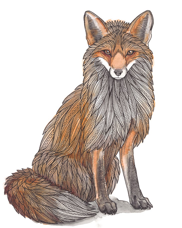 Sitting Fox.jpg None