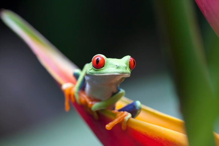 ThinkstockPhotos-491130962 (2) (1) Frog