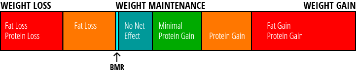 Metabolism_True 2.png Metabolism Chart Health Nutrition Exercise