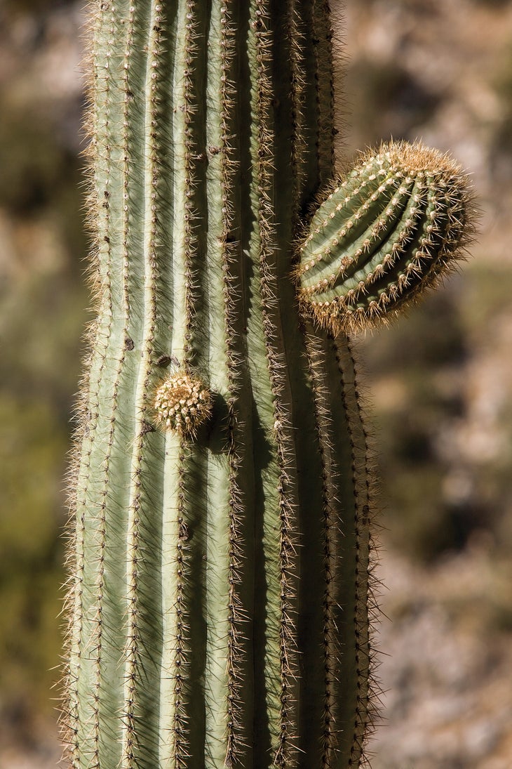 burr121407_038_gn-web None