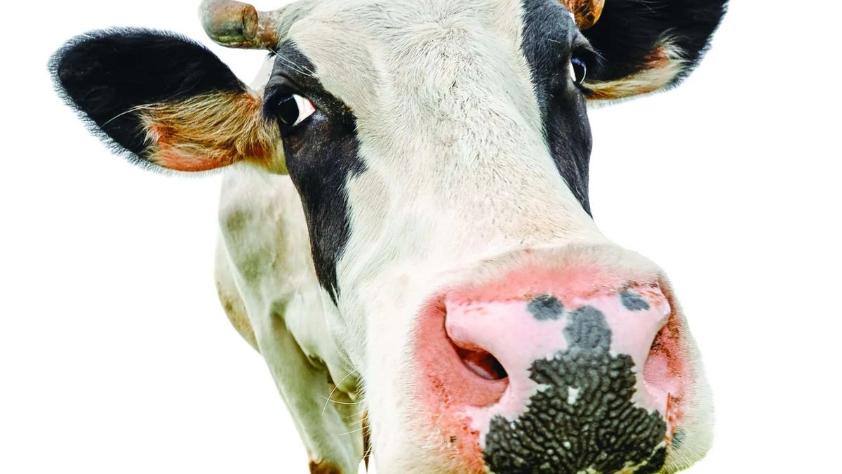 How Much Protein Should Climbers Eat? Climbing