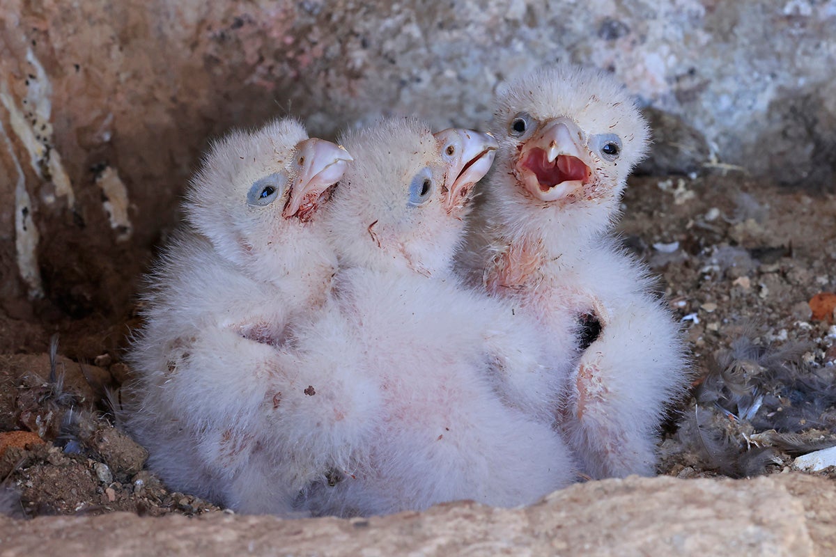 Three Peregrine Falcon nestlings in Pinnacles National Park